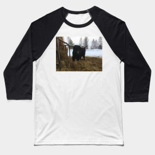 Scottish Highland Cattle Bull 1914 Baseball T-Shirt